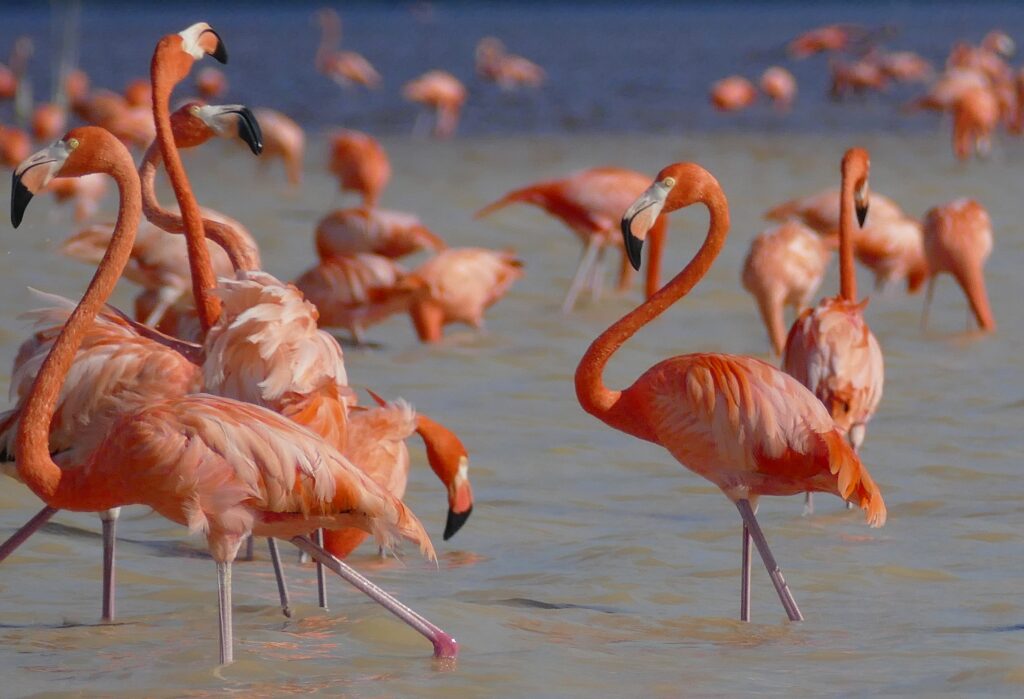 Flamencos