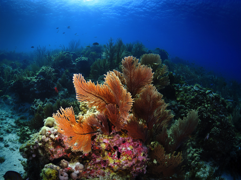 Corals